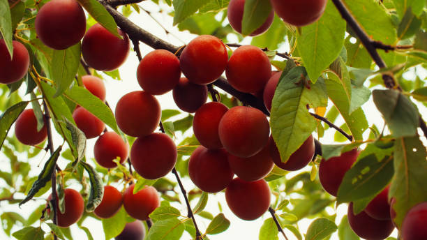 istock cherry plum. The contrasting colors & textures make this image suitable as a visually appealing background or print material element. 2159960192