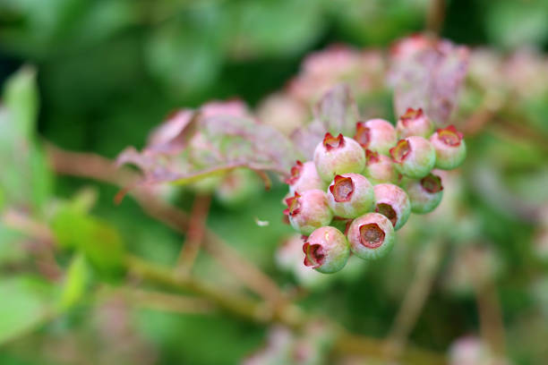 istock Blueberry bush close up 2159961568