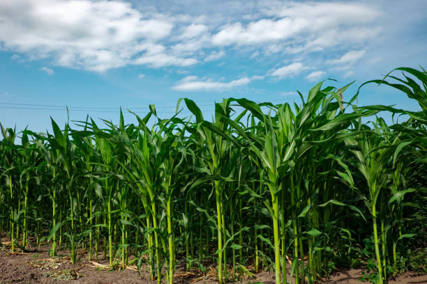 istock The image shows a corn field with tall green stalks and leaves under a blue sky with white clouds. 2159961764