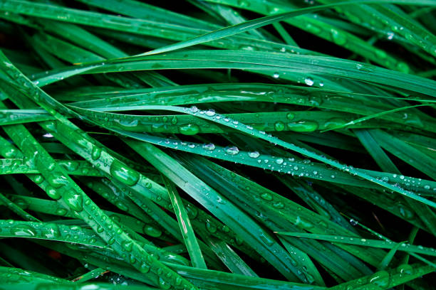 The image shows a close-up of wet grass blades with dew drops on them.