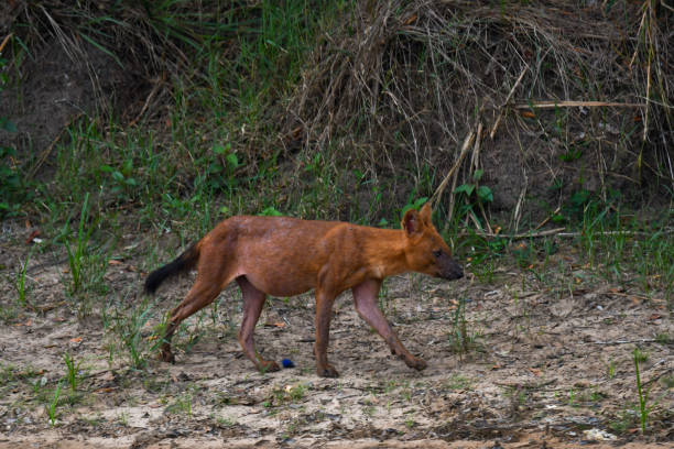 istock Asia's top predator, the hyena 2159961831