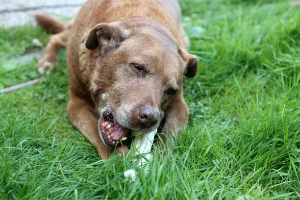 istock Dog chews bone on a grass 2159962156