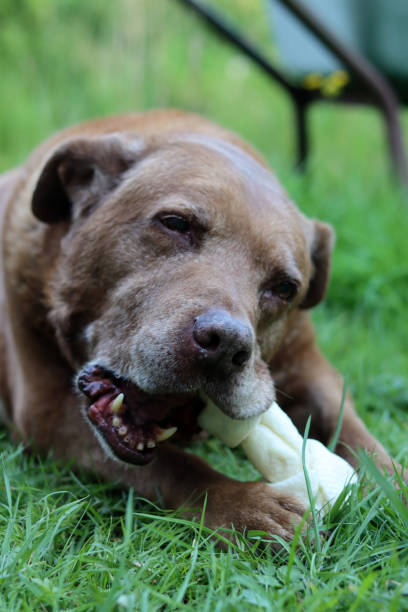 istock Dog eats bone in a garden 2159962181