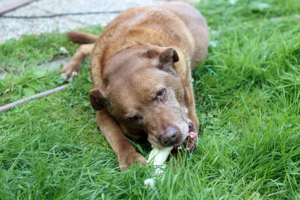 istock Dog eats bone in a garden 2159962190