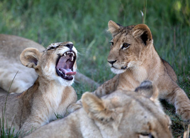istock Lion Cub Roaring 2159962803