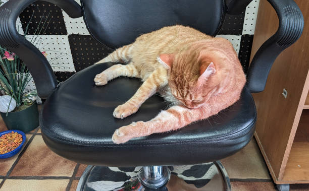 istock A Feline on the Chair 2159963959