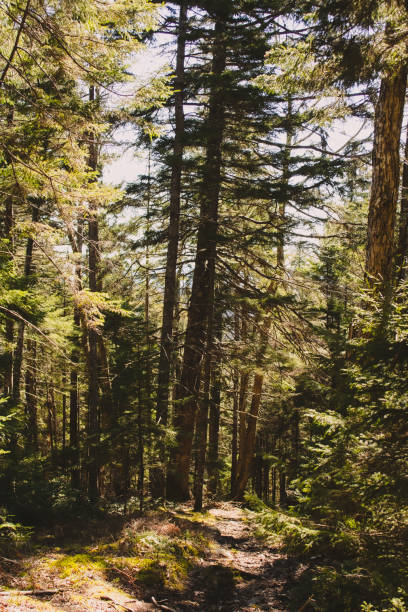 A golden spring day in the forest of Bernard Mountain in Acadia National Park, Maine. Tall trees line the path downward with sunlight peeking through.