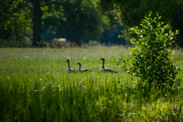 wild geese in a clearing