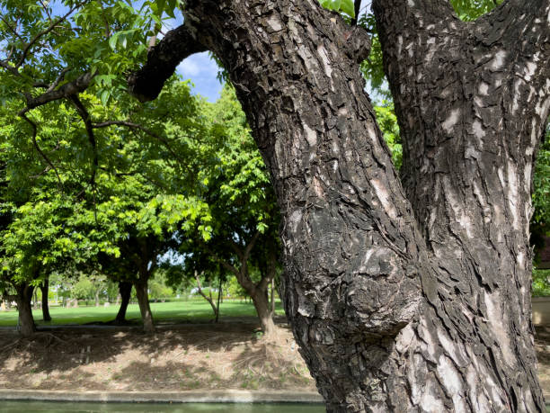 istock Tree trunk in the garden. 2159965955