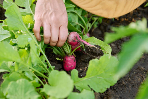 istock Harvesting radishes on raised wooden box bed 2159966466