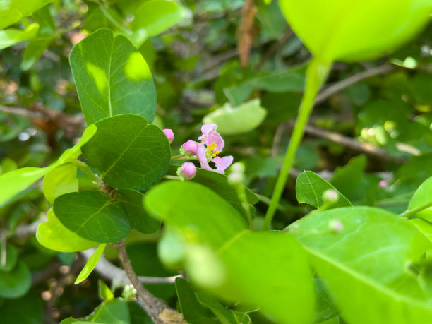 istock A bush and small purple flowers. 2159970891