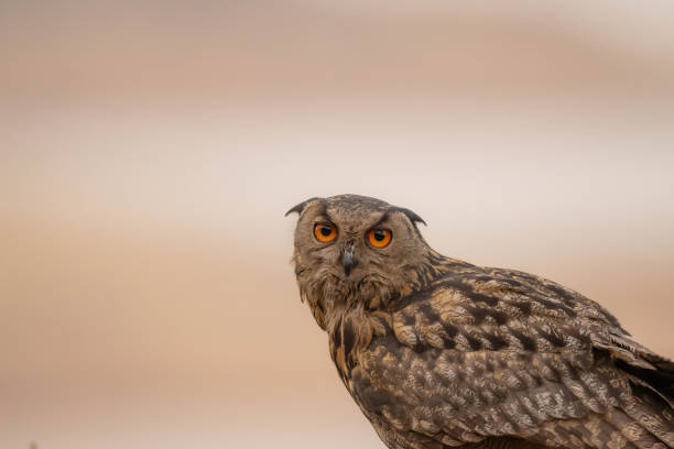 istock the majestic eagle owl 2159970937