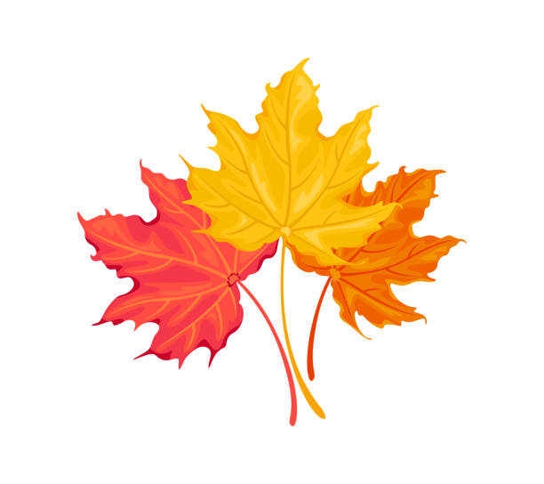 istock Autumn bouquet. Three fall maple leaves of red, yellow and orange color. Vector cartoon illustration. 2159971060