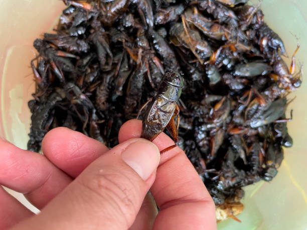 istock Fried crickets are an unusual food. 2159971341