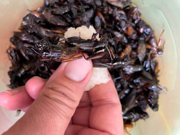 istock Fried insects are a delicious food. 2159971877