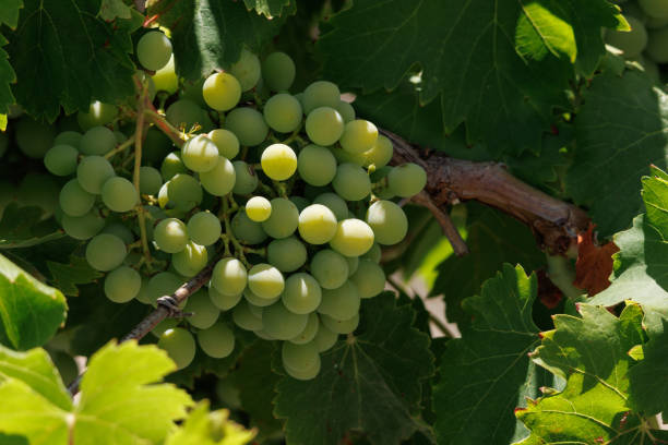 Bunch of grapes ripening on the vine, Alcoy, Spain