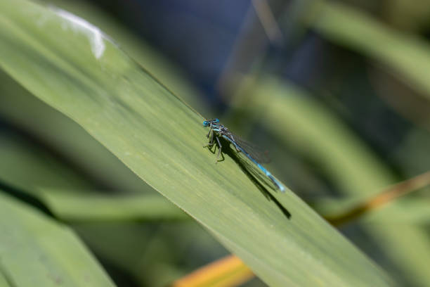Dragonfly in blue color, macro photo.
