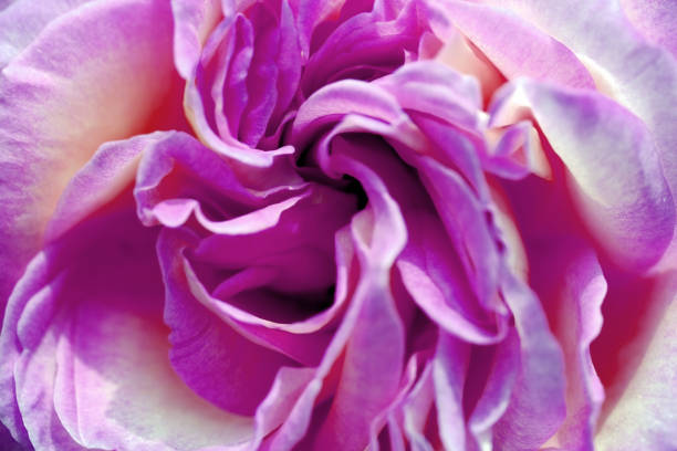 istock rose flower, macro close-up. Natural background. 2159974120