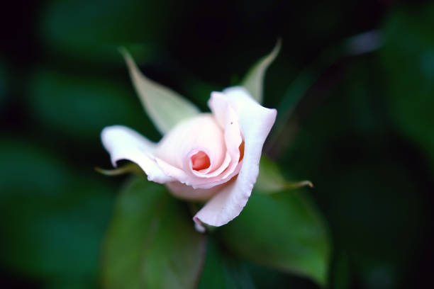 rose flower  macro close-up. Natural background.
