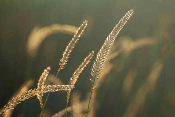 Western wheat grass at wild meadow.