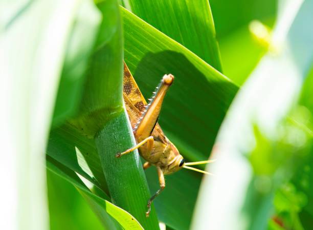 istock locust on a green leaf 2159975275