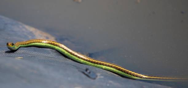 istock small sand snake at a pond 2159975375