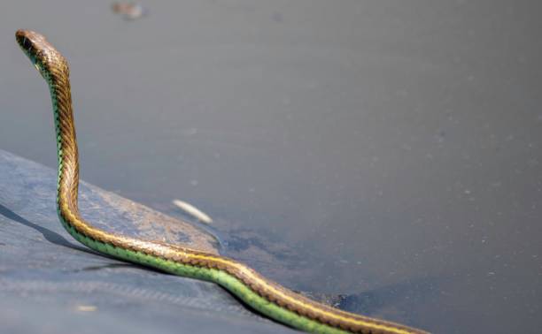 istock small sand snake at a pond 2159975377
