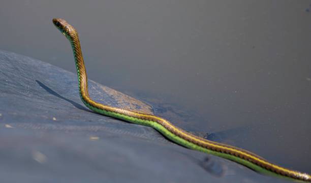 istock small sand snake at a pond 2159975378