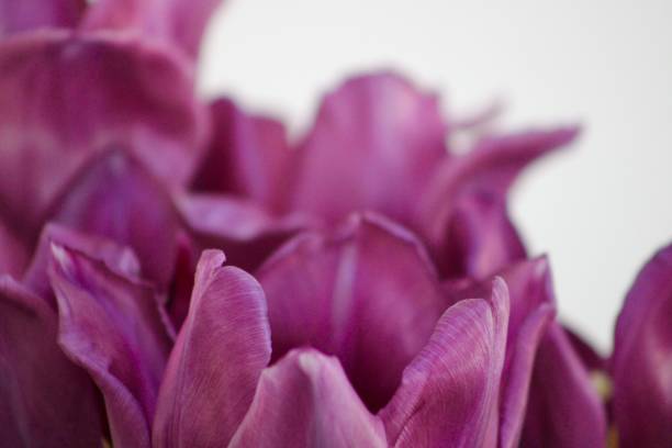 istock Purple Tulips 2159975387