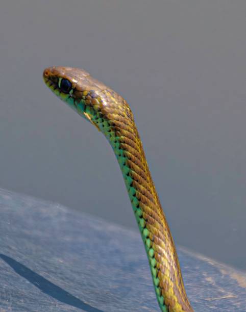 istock small sand snake at a pond 2159975414