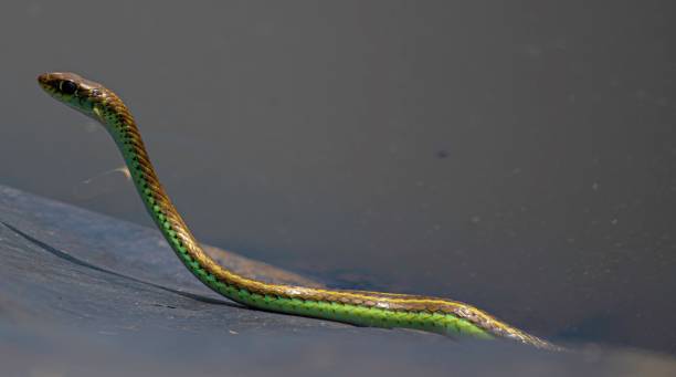 istock small sand snake at a pond 2159975423