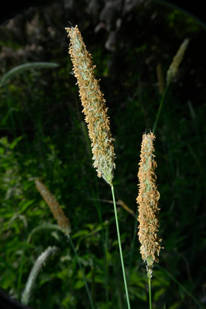 istock Meadow Foxtail, Alopecurus pratensis 3. 2159976072