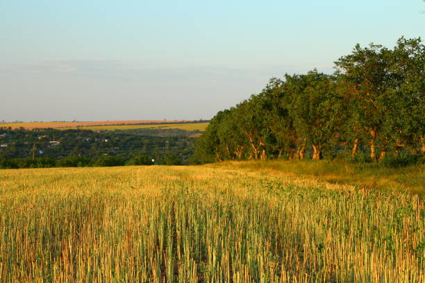 A field of grass with trees in the background. Grass. Outdoor. Sky. Tree. Field