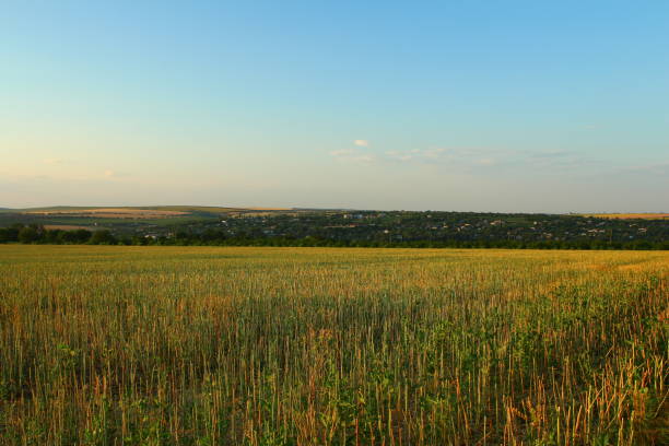 A field of grass. Grass. Outdoor. Sky. Field. Plant