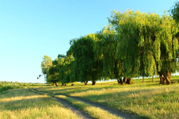 A group of trees next to a road. Grass. Outdoor. Tree. Sky. Plant