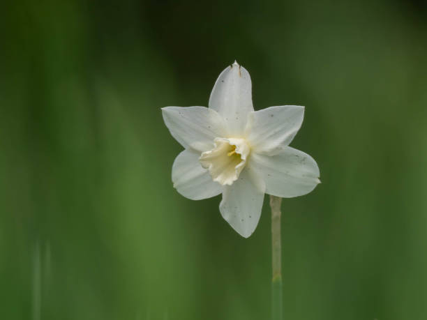 istock Close-up of a white daffodil flower 2159977521