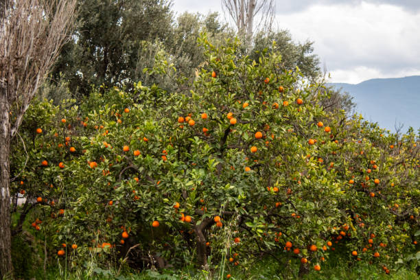 istock Fresh oranges on the branch 2159977651