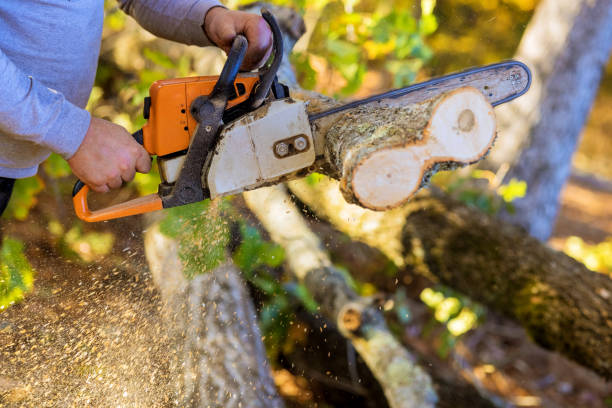 istock During strong hurricane, a municipal worker is cutting down fallen trees 2159978651