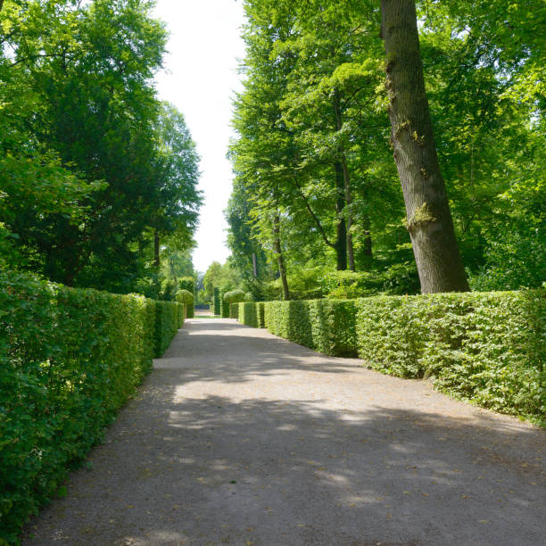 High hedges in the city park