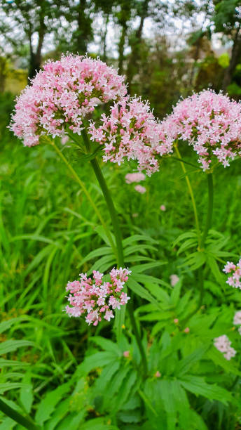 istock Valerian officinalis flower 2159981148
