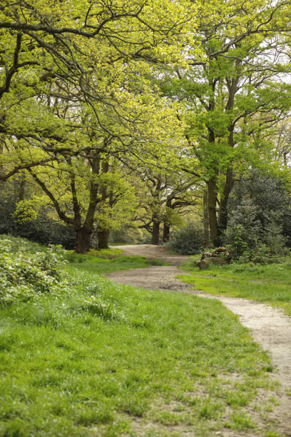 istock Woodlands in Leyton Flats, Waltham Forest in Springtime 2159982576