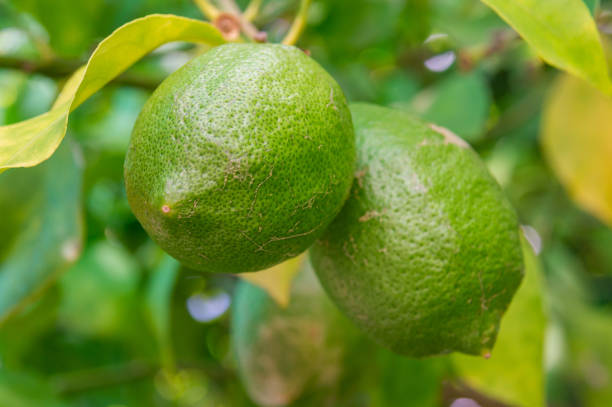 istock Duo Green: Close-Up of Lemons on the Lemon Tree. 2159983305