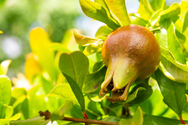 Exotic Fruit: Pomegranate Hanging with Sunlit Green Background.