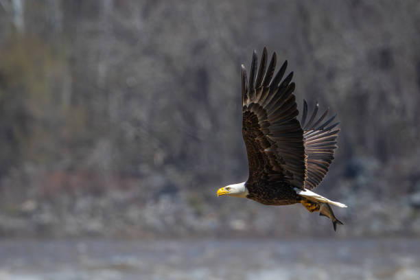 istock Carrying Lunch Back to Shore 2159984117