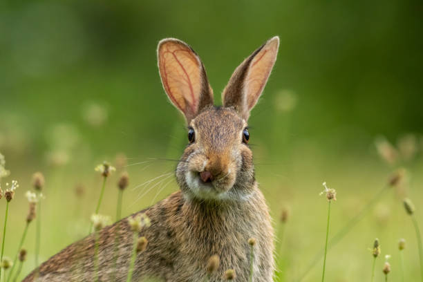 istock Small young Eastern Cottontail Rabbit licking face and facing camera straight on center soft green background 2159985176