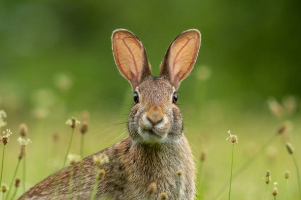 istock Small young Eastern Cottontail Rabbit with smirk, facing camera straight on center soft green background 2159985193