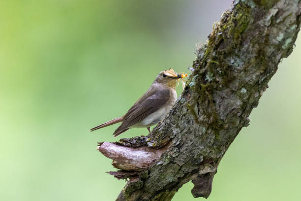 istock Female Narcissus Flycatcher in a forest. 2159985373