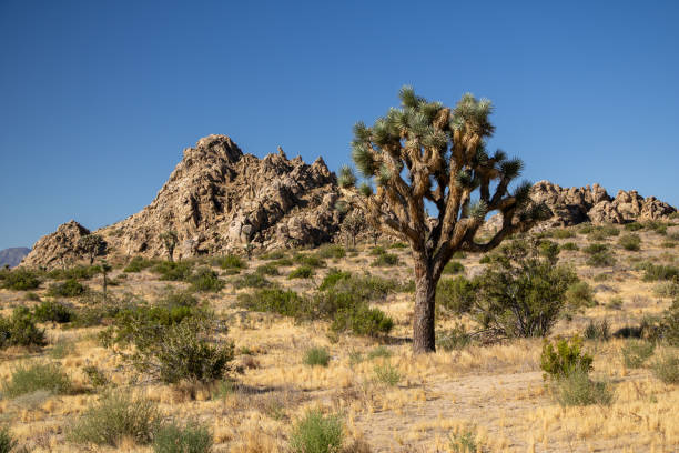 istock Rocky Buttes with Desert Plants and a Joshua Tree 2159985593