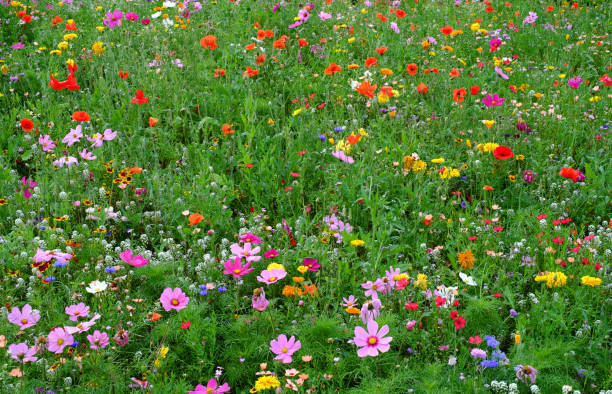 istock Wild Flowers 2159986333