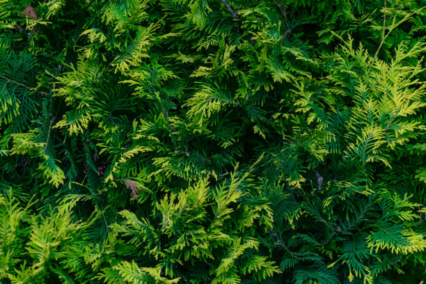 istock green twigs of thuja. background or texture 2159986651